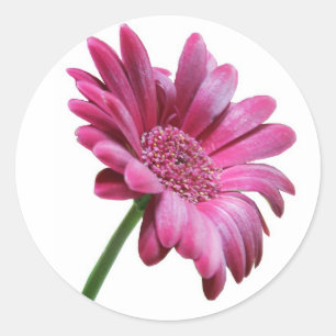 Etiqueta da margarida do Gerbera