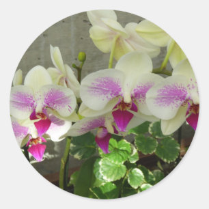 Etiqueta da orquídea