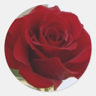 Etiqueta da rosa vermelha