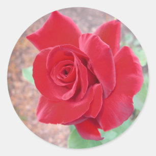 Etiqueta da rosa vermelha