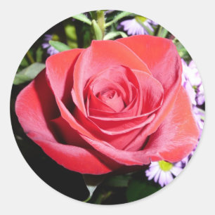 Etiqueta da rosa vermelha
