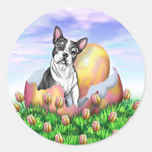 Etiqueta da surpresa da páscoa de Boston Terrier
