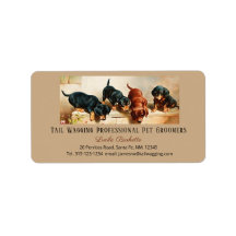 Dachshund Gelado Adorável Doxies Puppy Pet Groomin