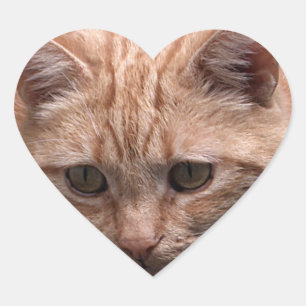 Etiqueta dada forma coração do gato do gengibre