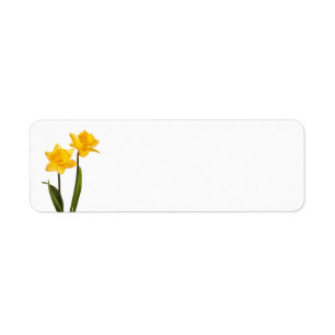 Etiqueta Daffodils amarelos no branco - vazio da flor do