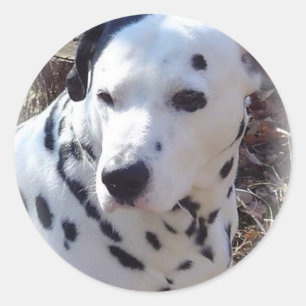 Etiqueta Dalmatian do cão do fogo