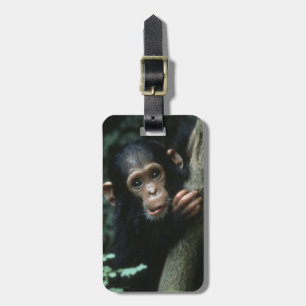 Etiqueta De Bagagem África, África Oriental, Tanzânia, Parque Nacional