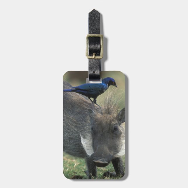 Etiqueta De Bagagem África do Sul, Pilanesburg GR, Warthog (Frente Vertical)