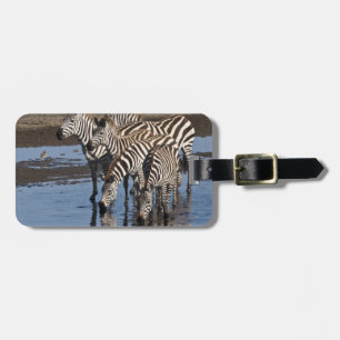 Etiqueta De Bagagem África. Tanzânia. Zebras bebendo em Ndutu