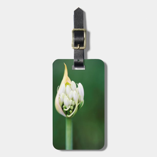 Etiqueta De Bagagem African Lily, Agapanthus Praecox, Cidade do Cabo (Frente Vertical)