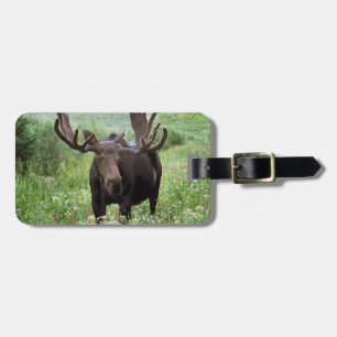Etiqueta De Bagagem Alce macho Alces alces) em flores silvestres,