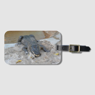 Etiqueta De Bagagem Alligator, Fort Lauderdale, Florida