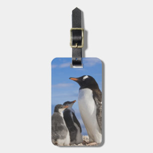 Etiqueta De Bagagem Antártida, Neko Cove (Porto). Pinguim-de-gentoo 2