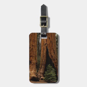 Etiqueta De Bagagem Árvores Redwood, Parque Nacional Sequoia.