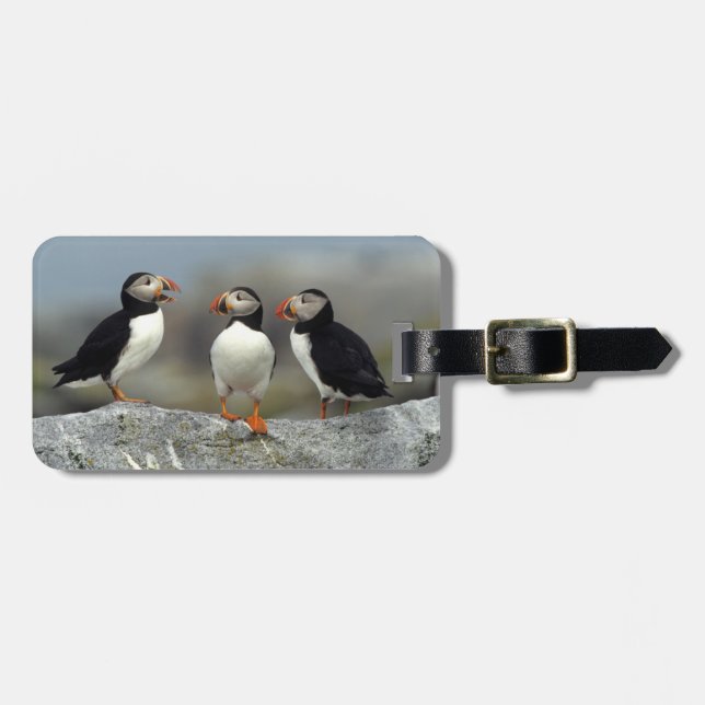 Etiqueta De Bagagem Atlantic Puffin Group (Frente Horizontal)