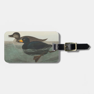 Etiqueta De Bagagem Audubon American Scoter Duck