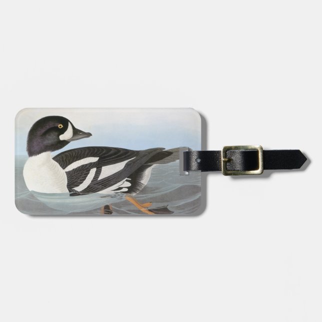 Etiqueta De Bagagem Audubon: O Goldeneye do carrinho de mão (Frente Horizontal)