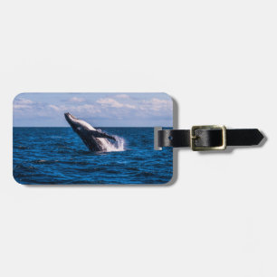 Etiqueta De Bagagem Baleia de Humpback que rompe o Tag da bagagem