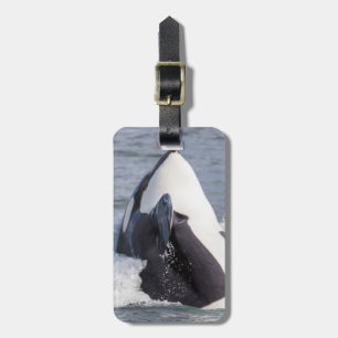 Etiqueta De Bagagem Baleia Orca saltando