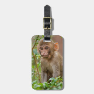 Etiqueta De Bagagem Bebê Macaco Rhesus, Templo do Macaco, Jaipur