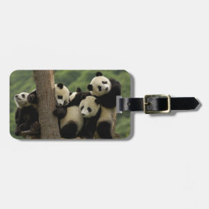 Etiqueta De Bagagem Bebês de panda-gigante (Ailuropoda melanoleuca)