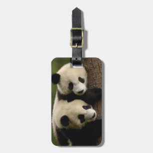 Etiqueta De Bagagem Bebês de panda gigante (Ailuropoda melanoleuca) 2
