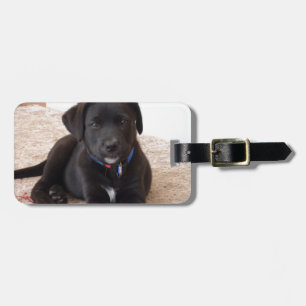 Etiqueta De Bagagem Black Labrador Retriever Puppy