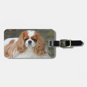 Etiqueta De Bagagem Blenheim Cavalier King Charles Puppy Dog