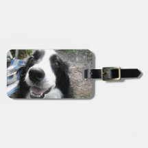 BORDER COLLIE