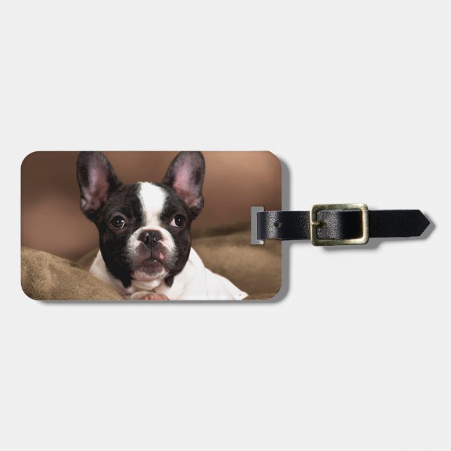 Etiqueta De Bagagem Boston Terrier (Frente Horizontal)