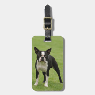 Etiqueta De Bagagem Boston terrier