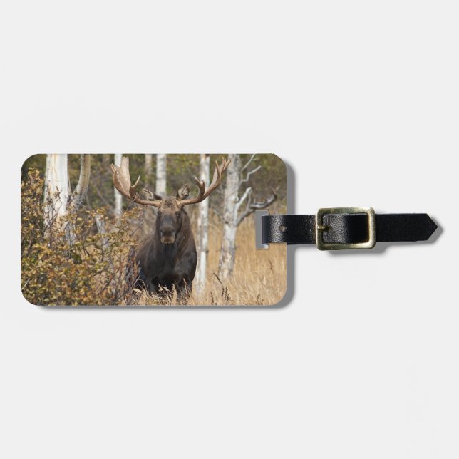 Etiqueta De Bagagem Bull Moose Impressionante (Frente Horizontal)