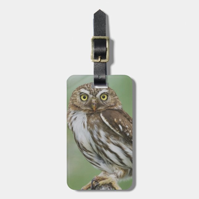 Etiqueta De Bagagem Caburé-ferruginoso, Glaucidium brasilianum, 3 (Frente Vertical)
