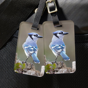 Etiqueta De Bagagem Caçador de Jay Azul-Cinto no Treestump