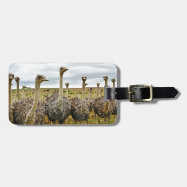 Etiqueta De Bagagem Campo de avestruzes (Frente Horizontal)