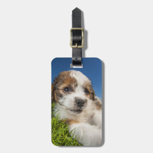 Etiqueta De Bagagem Cãozinho giro (Shitzu)