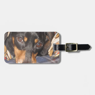 Etiqueta De Bagagem Cara do cão de Daschund Weener