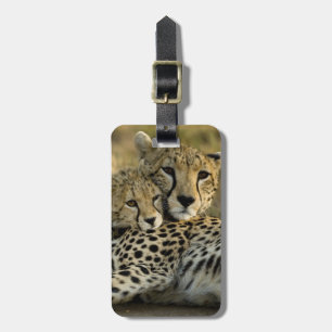 Etiqueta De Bagagem Chita, jubatus do Acinonyx, com o filhote no Masai