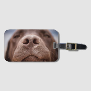 Etiqueta De Bagagem Chocolate Labrador Nose Closeup