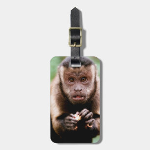 Etiqueta De Bagagem Close-up de um macaco capuchinho de cabeça preta