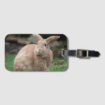 Coelhinho de gengibre bonito com orelhas grandes