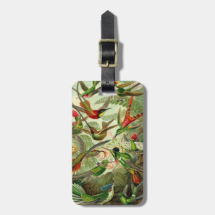 Etiqueta De Bagagem Colibri do Trochilidae de Ernst Haeckel
