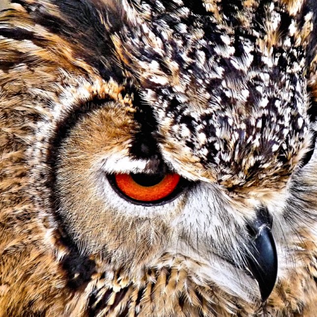 ETIQUETA DE BAGAGEM CORUJA (A photographic design of a beautiful eagle-owl.)