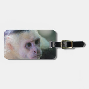 Etiqueta De Bagagem Costa Rica - Macaco-prego branco