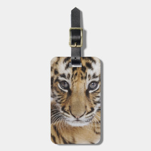 Etiqueta De Bagagem Cubo de Tigre