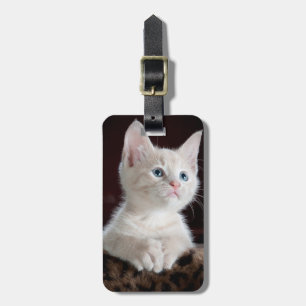 Etiqueta De Bagagem Curioso gatinho