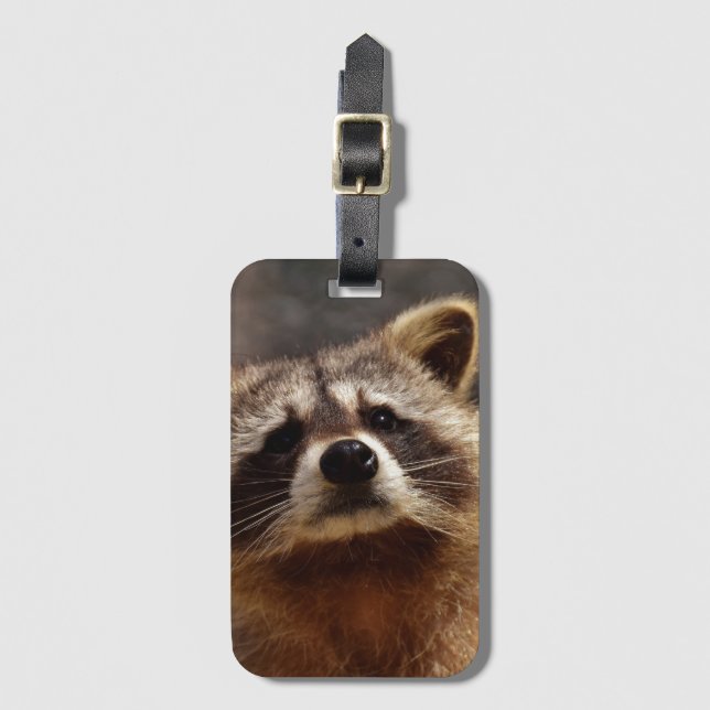 Etiqueta De Bagagem Curioso Raccoon (Frente Vertical)