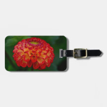 Dahlia Laranja e Amarela