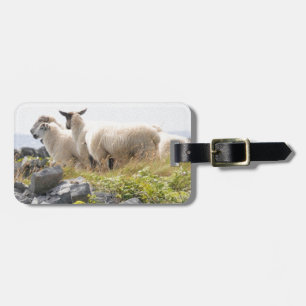 Etiqueta De Bagagem Designs Excêntricos - Ovelhas em um campo