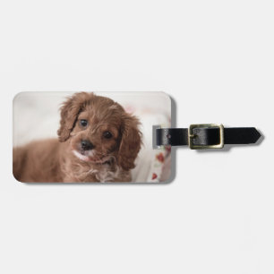 Etiqueta De Bagagem Doce Ruby Cavapoo Cachorro